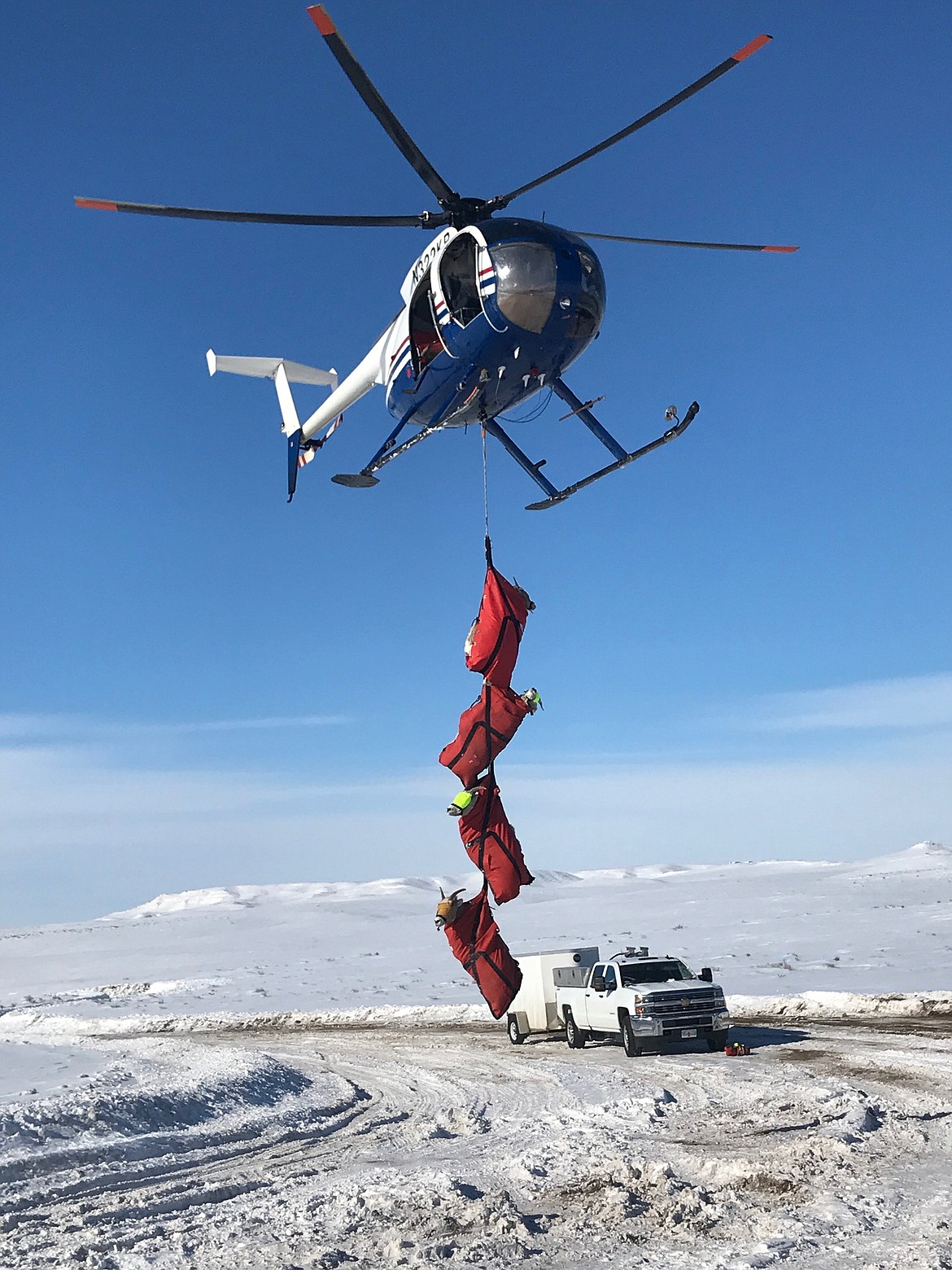 Air support helps move the sheep to a location where they can be trailerd down to their new home in Sanders County. (Photo supplied)