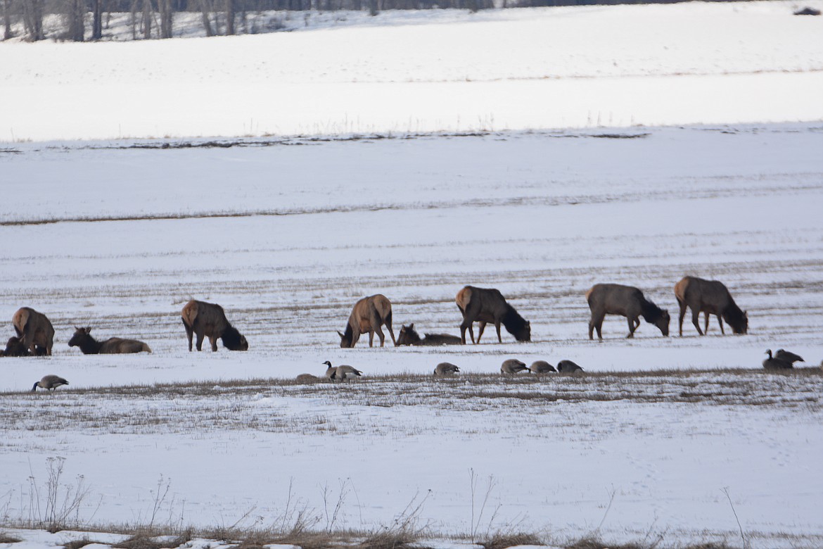 Elk and geese foraging in a field on the snow, west of Bonners Ferry, anxious for spring.