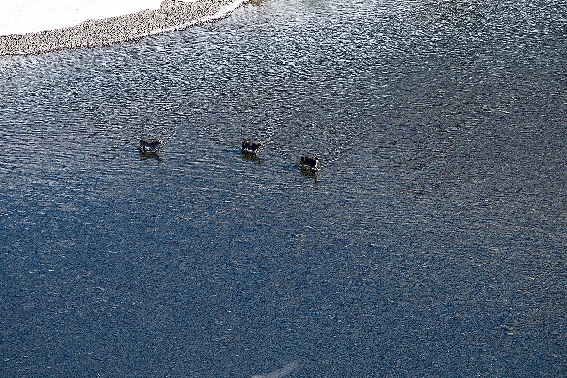 Three whitetail deer cross the North Fork of the Flathead last week.