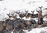 Next two months critical for game herds