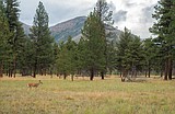 Fire in the wilderness results in a complex landscape, research finds