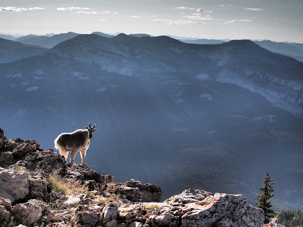 A pair of goats were companions for poet Amy Pearson as she spent a summer at Mount Jumbo Lookout. (Amy Pearson photo)