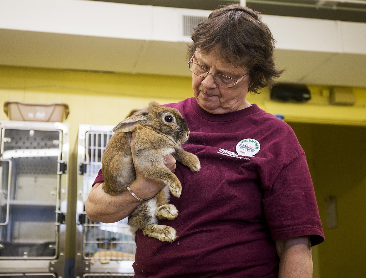 LOREN BENOIT/Press
Volunteer Janet Kotyk holds Bun Bun Tuesday afternoon at Kootenai Humane Society. Kotyk suggests that those interested in adopting a bunny for Easter remember the same life commitment that goes with dogs and cats.