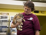 HARE CARE