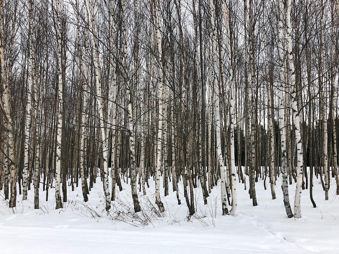 (Photo courtesy BETSY FULLING)
Betsy Fulling took this Best Shot of the &#147;beautiful birch trees on University of Idaho ski trails in their winter garb &#133;&#148; earlier this year. If you have a picture you would like to see run as a Best Shot or I Took The Bee send it in to the Bonner County Daily Bee, P.O. Box 159, Sandpoint, Idaho, 83864; or drop them off at 310 Church St., Sandpoint. You may also email your pictures in to the Bonner County Daily Bee along with your name, caption information, hometown and phone number to bcdailybee@bonnercountydailybee.com.