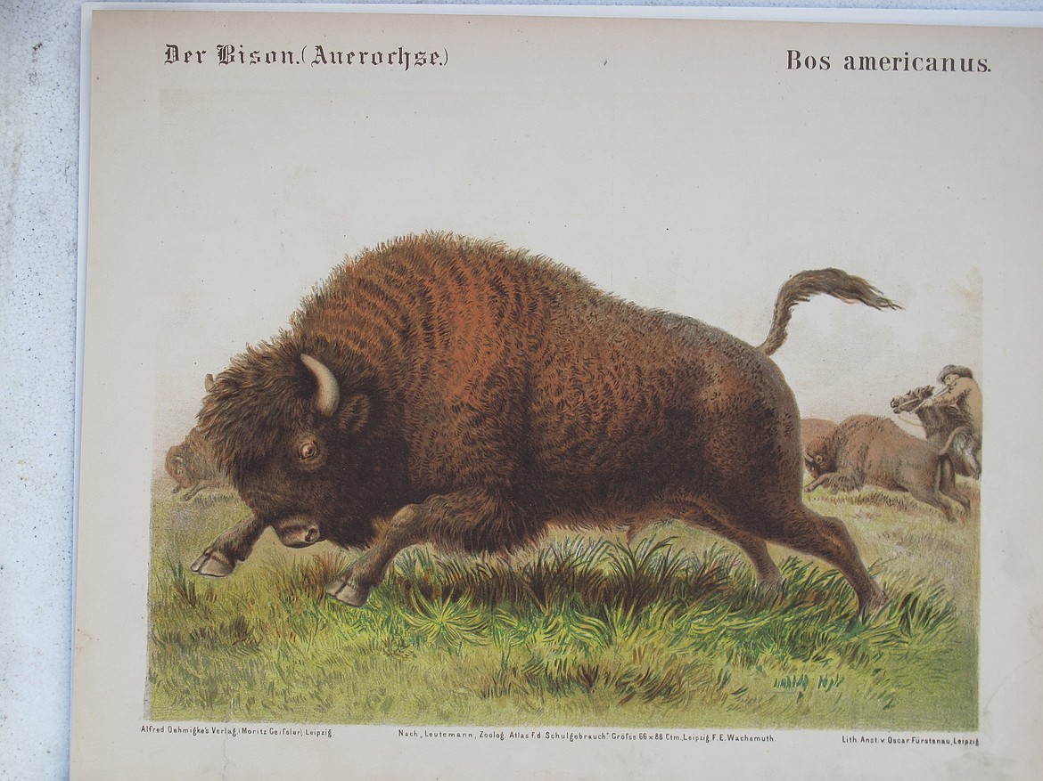 Vintage bison engraving exhibit opens at the Hockaday | Daily Inter Lake