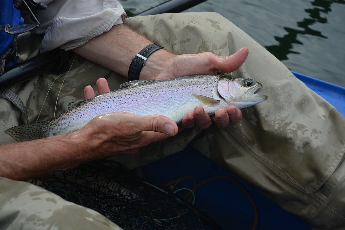 Photo by ROGER PHILLIPS/Idaho Department of Fish and Game
An Idaho angler handles a stocked cutthroat trout, which are meant to be kept by anglers, according to the Idaho Department of Fish and Game. The department stocks thousands of rainbow trout annually in Panhandle lakes and ponds beginning in spring. Stocking usually takes place throughout the summer when the department dumps trout in the 10-inch range into put-and-take waters.