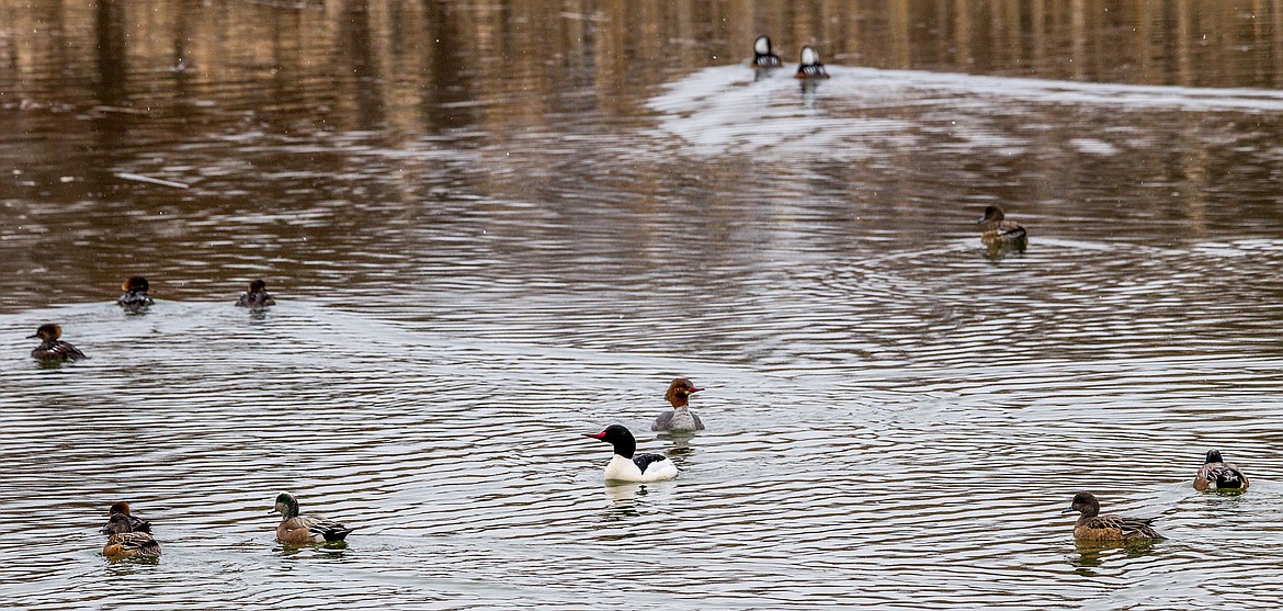 Common and hooded mergansers and American wigeons float about beneath lightly falling snow on one of the old mill ponds near Libby Creek at 5th Street Extension on Saturday, March 24, 2108. (John Blodgett/The Western News)