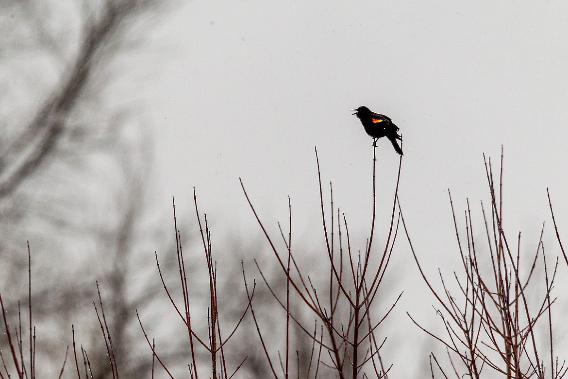 A red-winged blackbird sings near one of the old mill ponds near Libby Creek at 5th Street Extension on Saturday, March 24, 2108. (John Blodgett/The Western News)