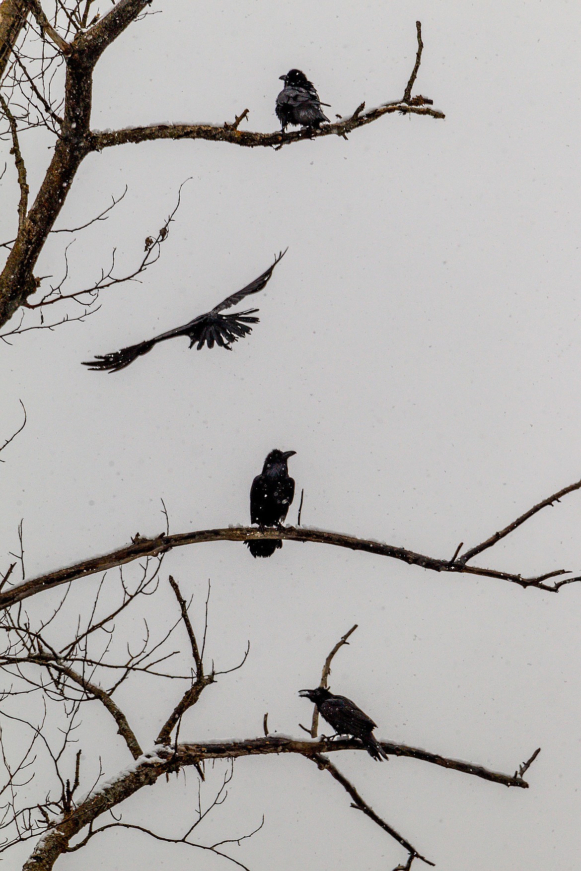Ravens cluster about in the vicinity of a young bald eagle and a red-tailed hawk near Libby Creek at 5th Street Extension on Saturday, March 24, 2108. (John Blodgett/The Western News)
