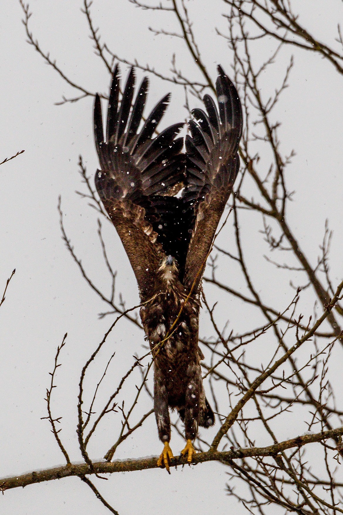 Startled by a passing train, a young bald eagle takes flight from a tree next to one of the old mill ponds near Libby Creek at 5th Street Extension on Saturday, March 24, 2108. (John Blodgett/The Western News)