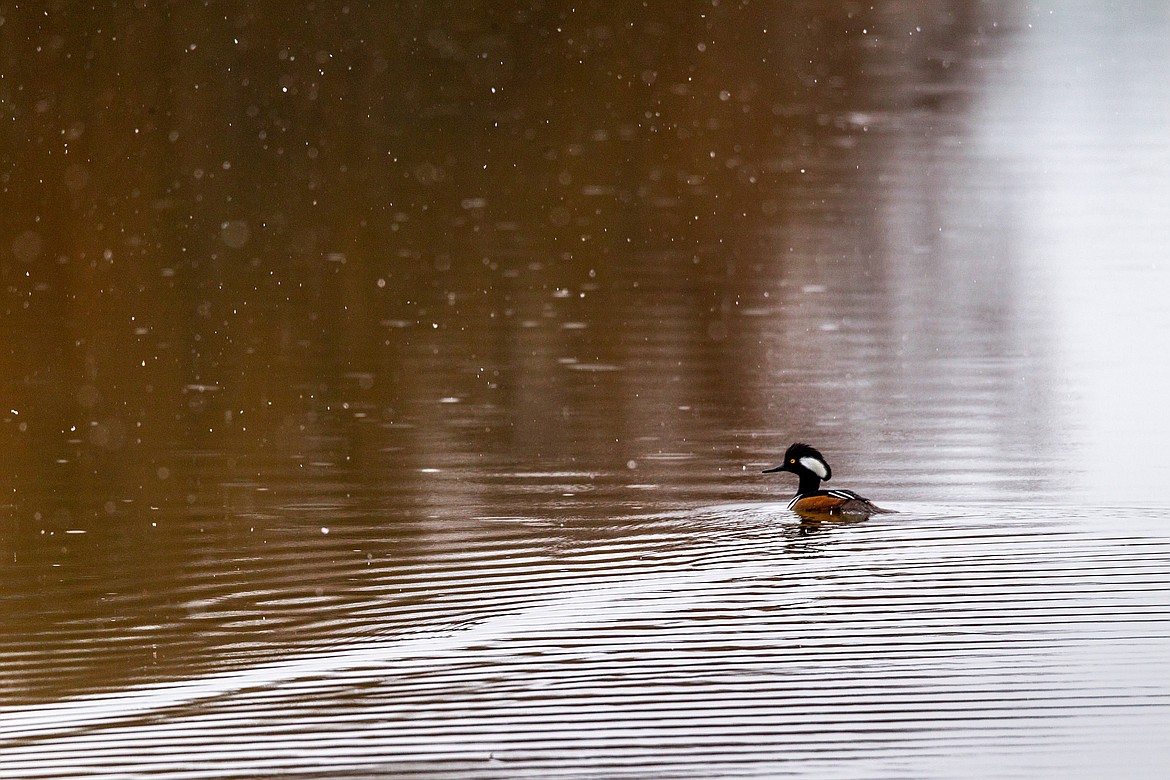 A hooded merganser swims away from the intruding photographer near Libby Creek at 5th Street Extension on Saturday, March 24, 2108. (John Blodgett photos/The Western News)