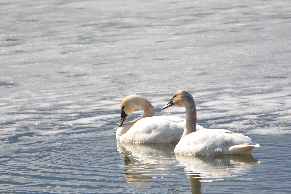 This pair of Tundra Swans enjoy a stop over at the big pond on the Boundary Creek Wildlife management area in North Boundary County. Not only do mated adults stay loyal for life, they teach and protect their offspring through the young swans&#146; first migration and winter.