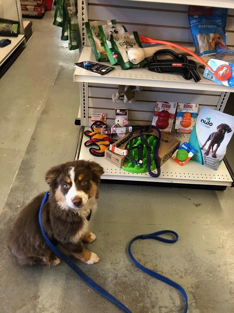 Photo by KAREN SCHUMACHER
Pets are always welcome at Carter Country Farm and Feed.