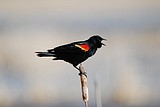 Red-winged blackbirds indicate return of spring