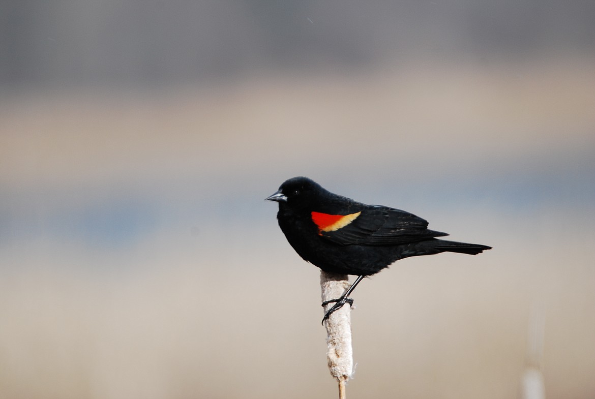 Photo by DON BARTLING
It is a sure sign of Spring when Red-Winged Blackbirds return to the marshes.