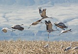 Sandhill Cranes make a pit stop in Othello