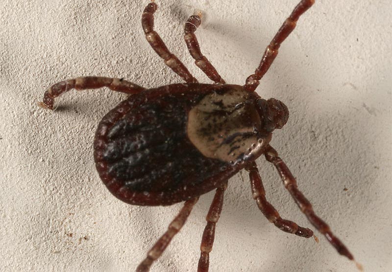 Brown Dog Ticks, and Rocky Mountain Wood Ticks are currently out and people should check themselves and their pets for early removal. (Photo courtesy of Fish, Wildlife and Parks).