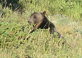 Grizzlies awake on the Front