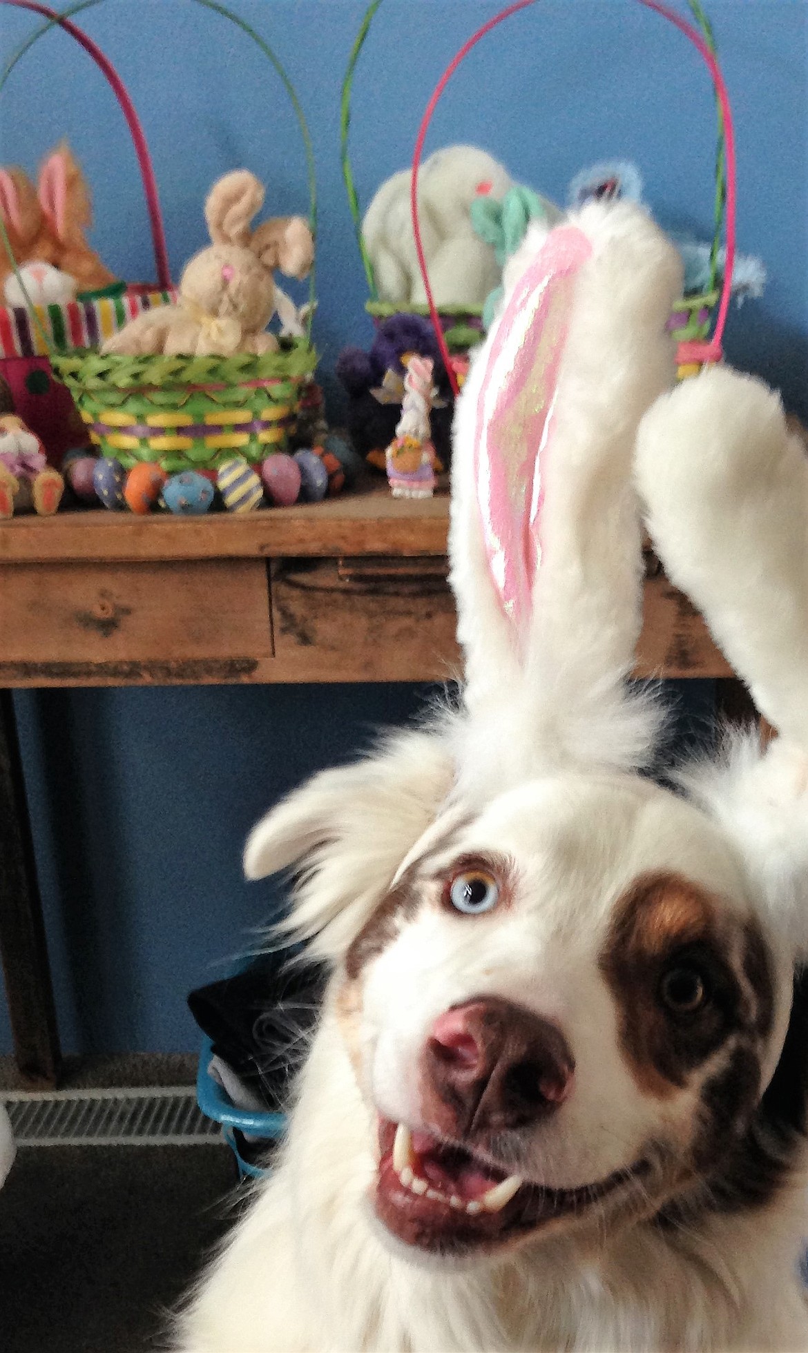 Are your pets (and kids) ready for Easter? Community Easter Egg Hunts will be held on March 31 in St. Regis, Superior and Alberton. (Kathleen Woodford/Mineral Independent)