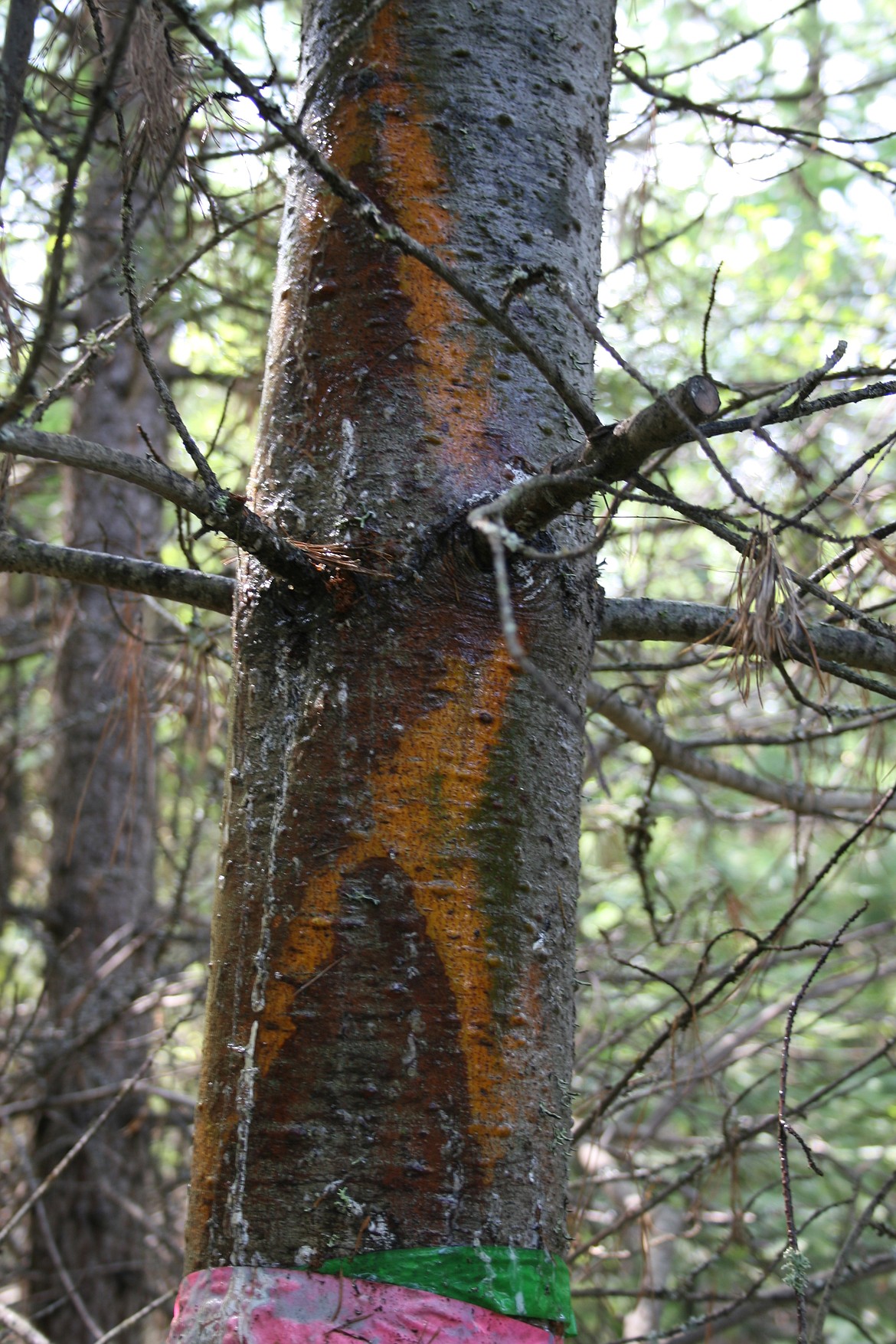 Photo by JOHN SCHWANDT
Two examples of moistened blister rust cankers, indicated from the dead (brown) center and the yellow infected area on an Idaho white pine.