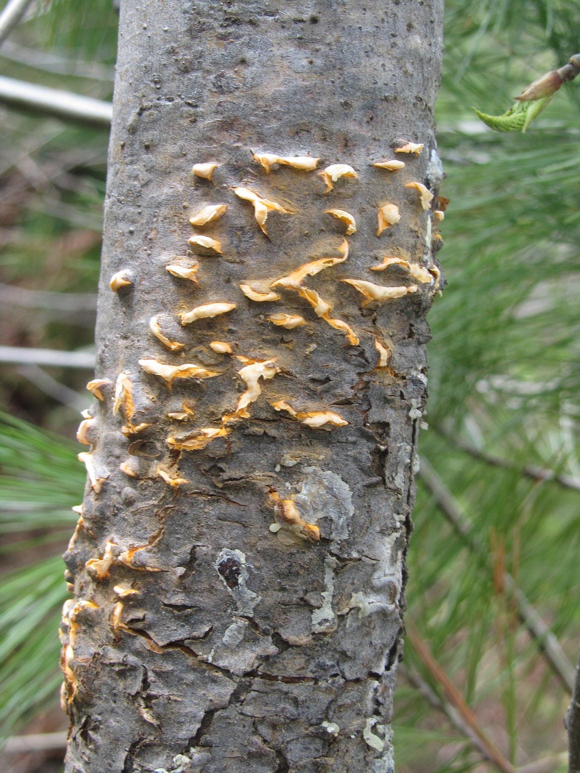 A blister rust canker on a young western white pine has completely encircled the stem, killing about half of this tree in the Idaho Panhandle National Forest.

Photo by JOHN SCHWANDT