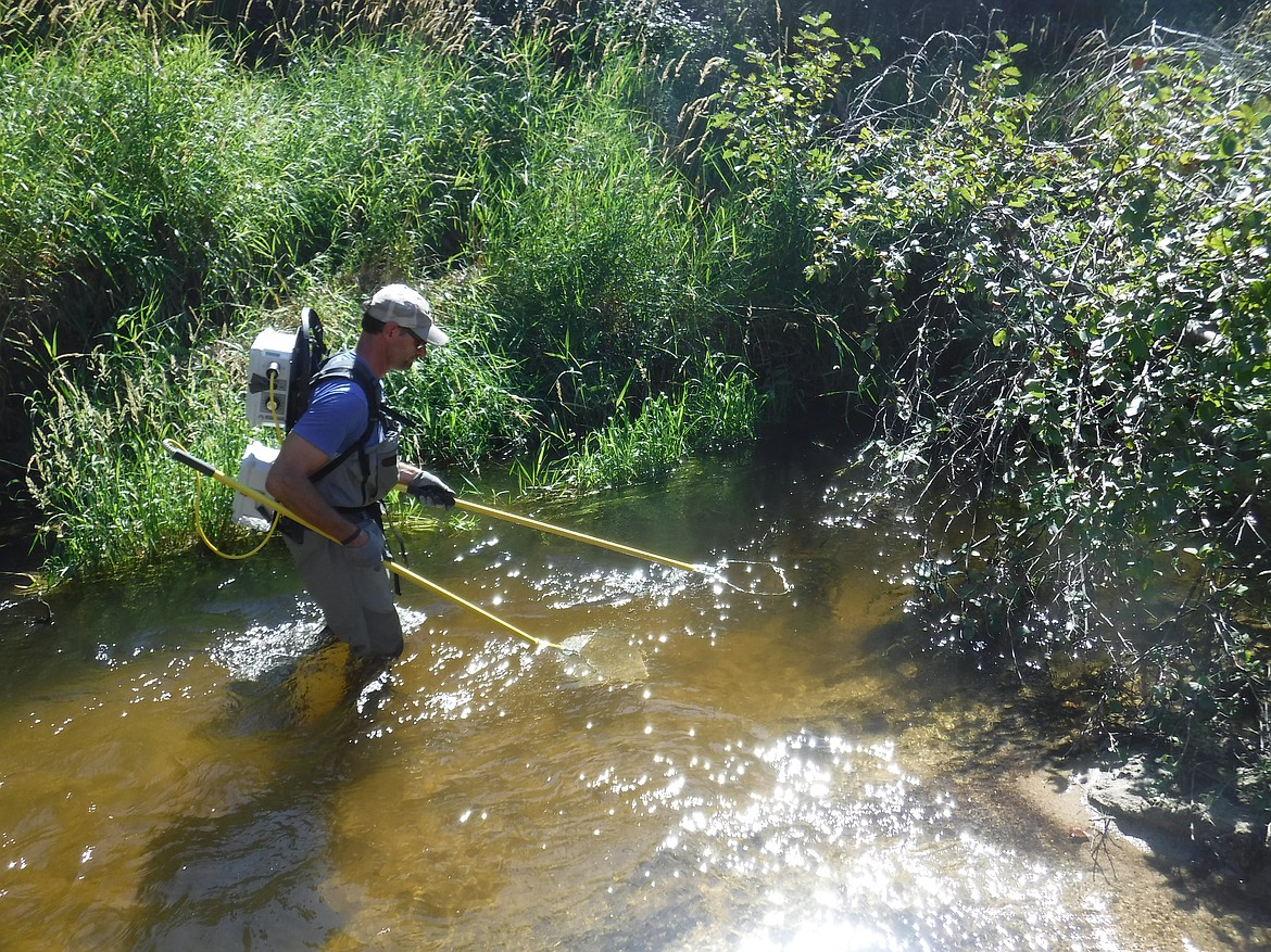 Photo courtesy of U.S. FOREST SERVICE
IDL contractor Ecosystems Research Group LLC performs stream surveys at Kalispell Creek for the Hanna Flats project under Good Neighbor Authority.