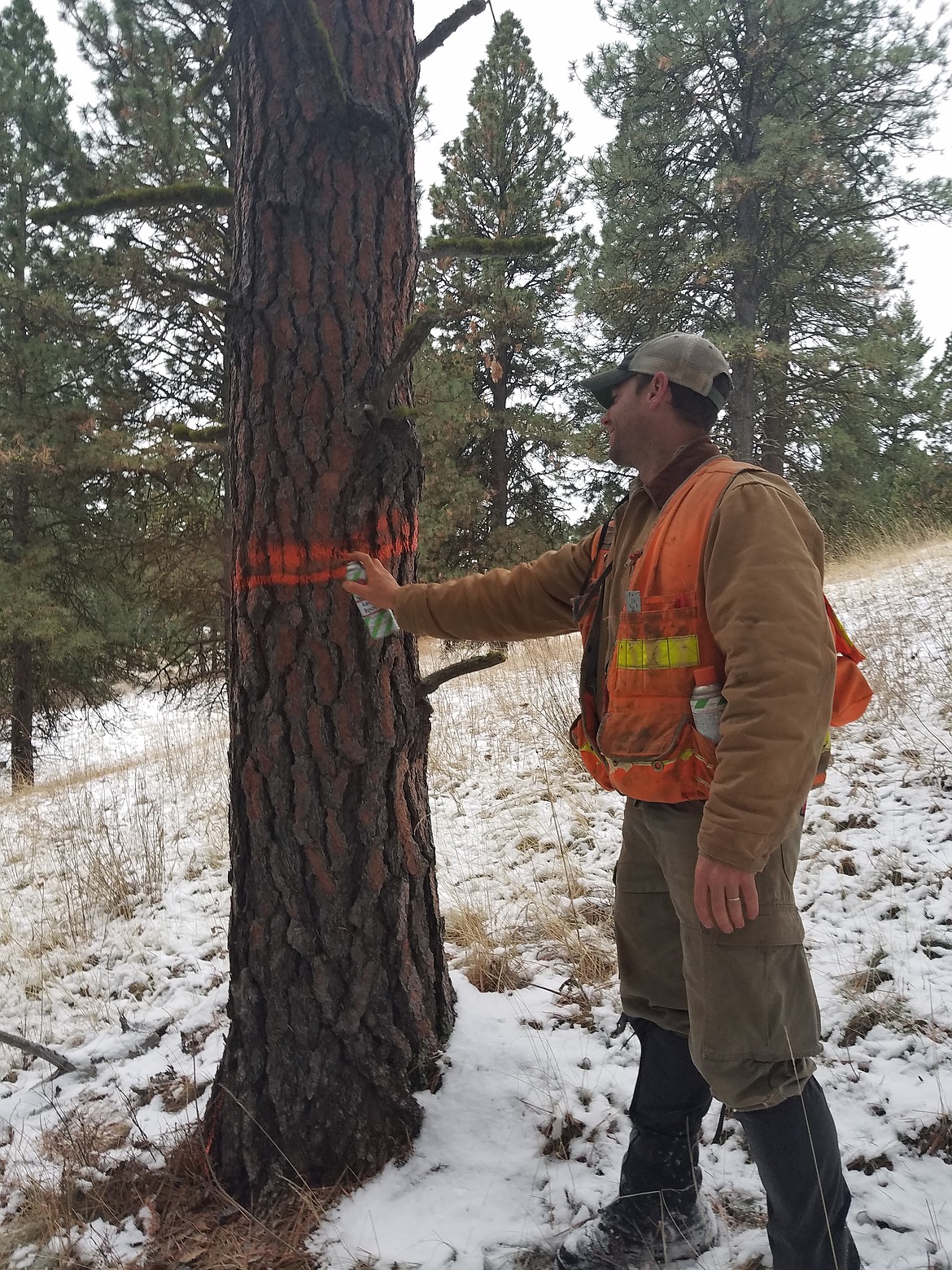A forester marks a tree to harvest for the Wapiti project on the Nez Perce Clearwater National Forest.
