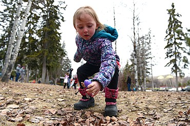 A child uncovers an egg during the 6th annual Flathead Shelter Friends Easter Egg Hunt at Woodland Park on Saturday in Kalispell. (Casey Kreider/Daily Inter Lake)