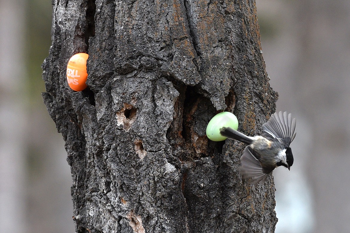 A small bird discovers some eggs in a tree during the Flathead Shelter Friends Easter Egg Hunt at Woodland Park in Kalispell. (Casey Kreider/Daily Inter Lake file)