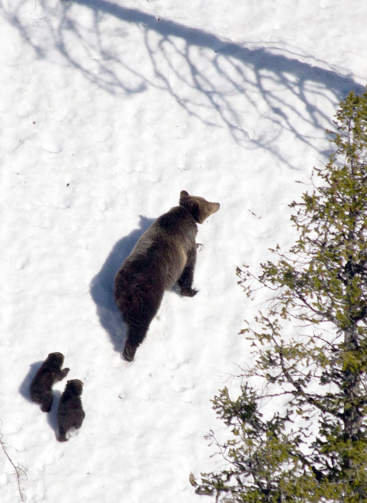 A female grizzly bear accompanies two cubs in northwest Montana. (Photo courtesy Montana Fish, Wildlife and Parks)