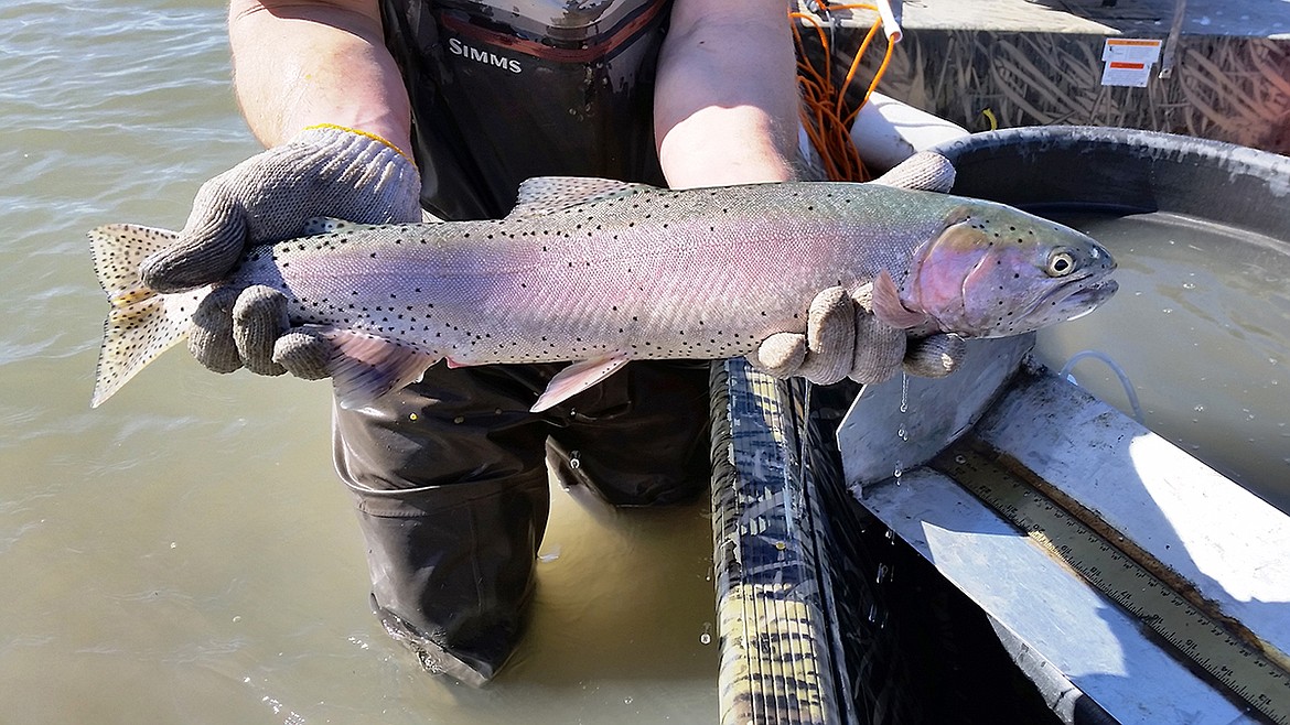 Lack of snow in Oregon's desert knocks out popular trout fishery