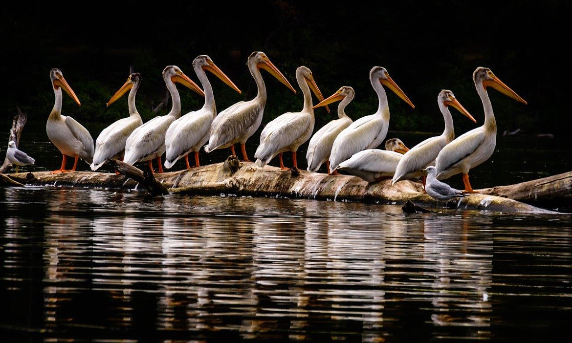 Ron Reeve, &quot;Pelicans on Benewah Lake&#148;
