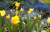 Do April showers bring May flowers?