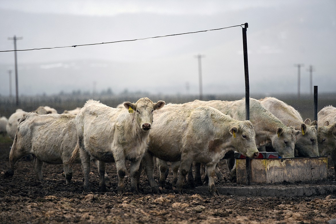 Charolais cattle are shown prior to the 50th annual Bull Sale at Valley View Charolais Ranch in Polson on Saturday, March 24. (Casey Kreider/Daily Inter Lake)