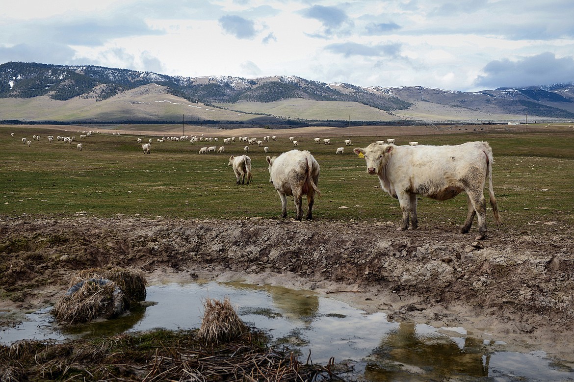 Charolais cattle graze prior to the 50th annual Bull Sale at Valley View Charolais Ranch in Polson on Saturday, March 24. (Casey Kreider/Daily Inter Lake)