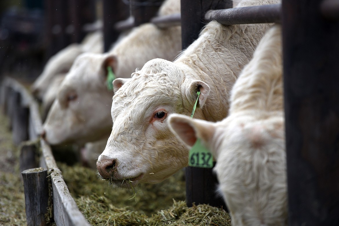 Charolais cattle are shown prior to the 50th annual Bull Sale at Valley View Charolais Ranch in Polson on Saturday, March 24. (Casey Kreider/Daily Inter Lake)