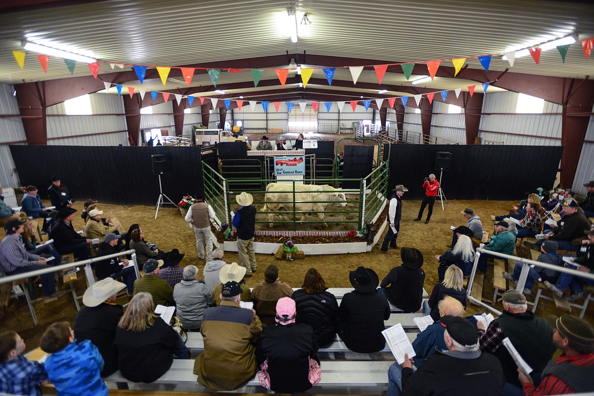 Bulls are auctioned at the 50th annual Bull Sale at Valley View Charolais Ranch in Polson on Saturday, March 24. (Casey Kreider/Daily Inter Lake)