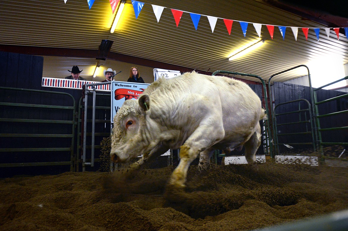 Bulls are auctioned at the 50th annual Bull Sale at Valley View Charolais Ranch in Polson on Saturday, March 24. (Casey Kreider/Daily Inter Lake)