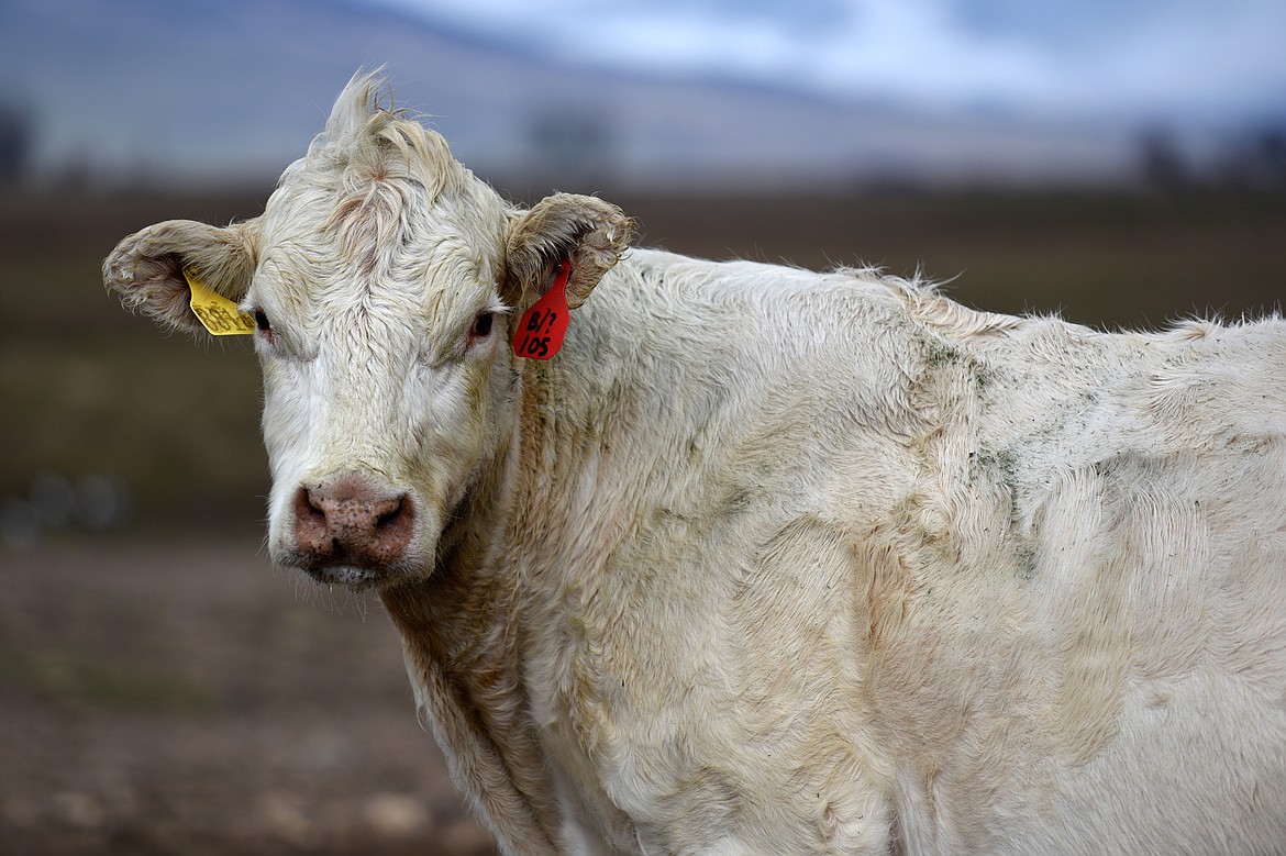 A Charolais bull is shown prior to the 50th annual Bull Sale at Valley View Charolais Ranch in Polson on Saturday, March 24. (Casey Kreider/Daily Inter Lake)