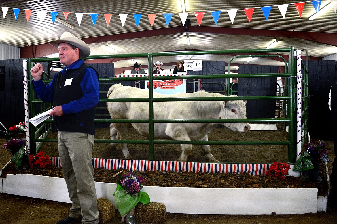 Bulls are auctioned at the 50th annual Bull Sale at Valley View Charolais Ranch in Polson on Saturday, March 24. (Casey Kreider/Daily Inter Lake)