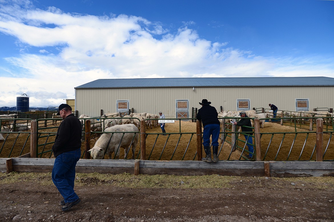 Auction attendees check out bulls prior to the 50th annual Bull Sale at Valley View Charolais Ranch in Polson on Saturday, March 24. (Casey Kreider/Daily Inter Lake)