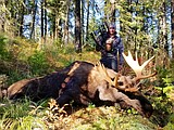 Moose controlled hunt tags include cow tags for Panhandle