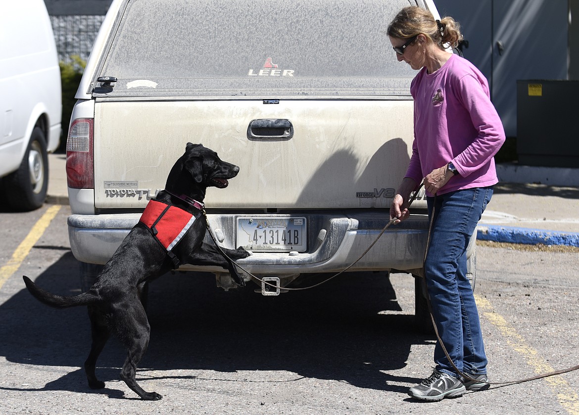 Ismay, a black Labrador trained to detect invasive mussels, stands where handler Deb Tirmenstein, placed mussels on a truck during a training session at the Gateway Community Mall. (Aaric Bryan/Daily Inter Lake file)