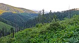 Teamwork trimming forest funding gap