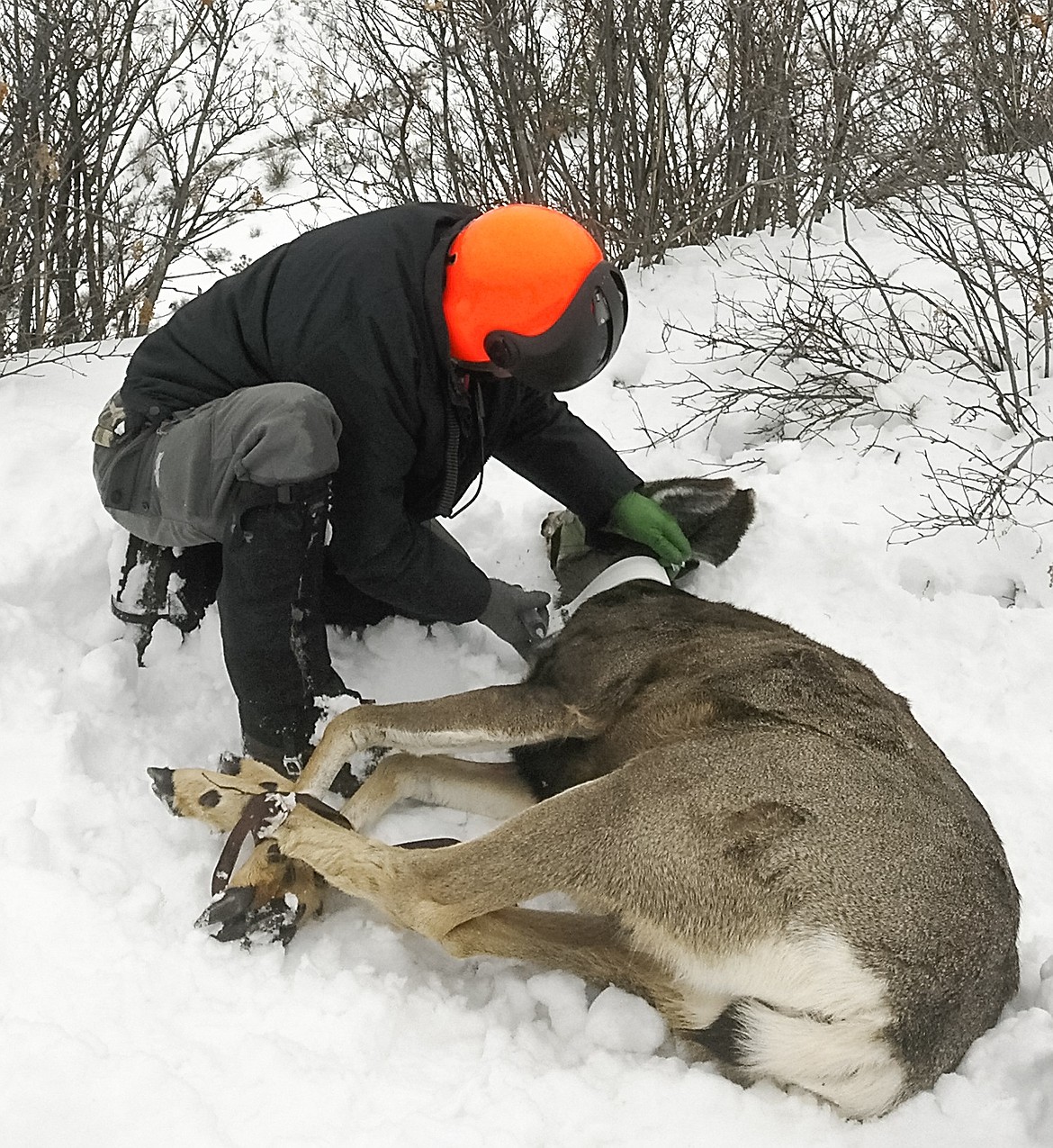 Montana Fish, Wildlife and Parks Research Biologist Kelly Proffit works with a captured mule deer in the Fisher River area in early March. The deer was captured with the help of a helicopter crew using net-guns, said FWP Wildlife Biologist Tonya Chilton-Radandt, after which she and Proffit took biological samples and recorded data such as fat levels, before collaring and releasing the deer. (Courtesy photo)