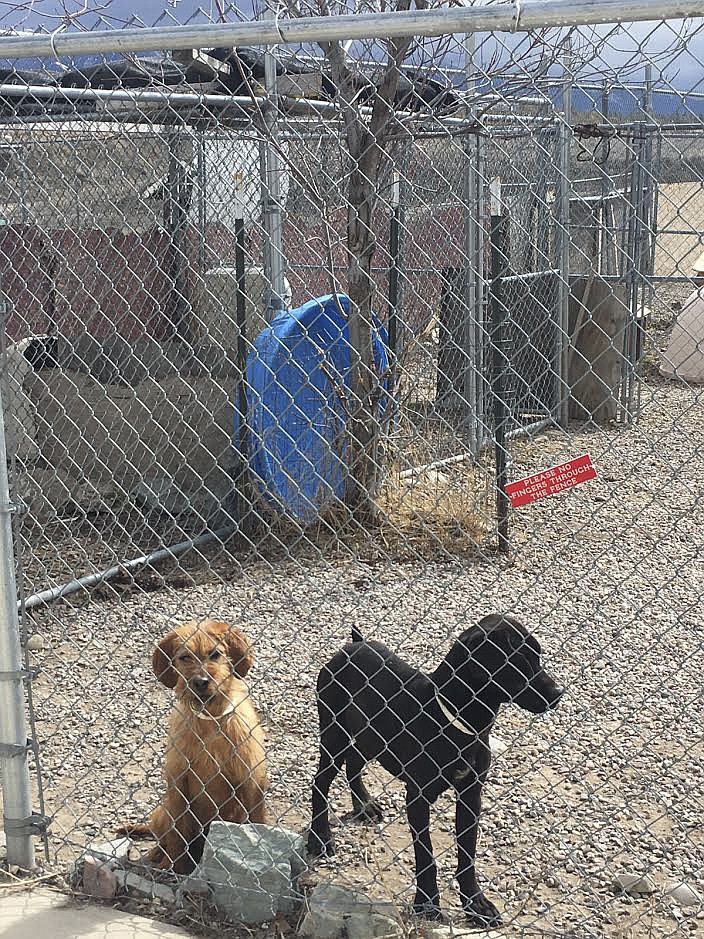 NINE DOGS were taken to the Mission Valley Animal Shelter two weeks ago. Forty volunteers responded to help care for the pups, which are estimated to be between 1 and 2.5 years of age. (Ashley Fox/Lake County Leader)