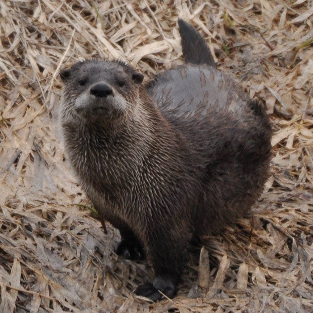 A river otter enjoying the change of seasons. 

Contributed photo by JON KERBY

Have a &#145;best shot&#146; photo? Send it to editor Mandi Bateman at mbateman@bonnersferryherald.com