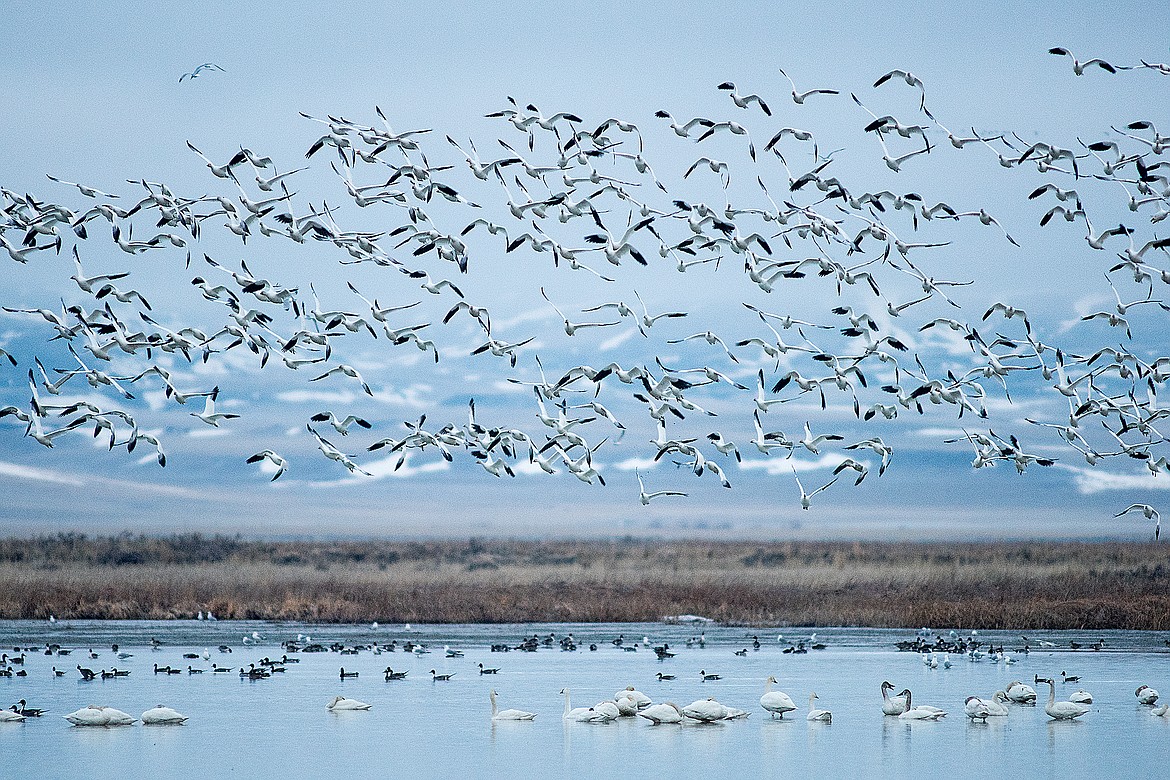 The management area isn&#146;t just about the snow goose migration. Thousands of ducks, swans and other waterfowl visit as well.