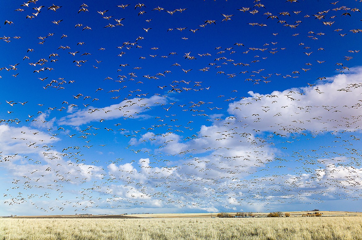 Thousands of geese fly over the Freezout Lake Wildlife Management area.